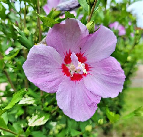 紫花芙蓉|【紫花芙蓉】千萬別錯過！40 張絕美紫花芙蓉照片，免費下載收。